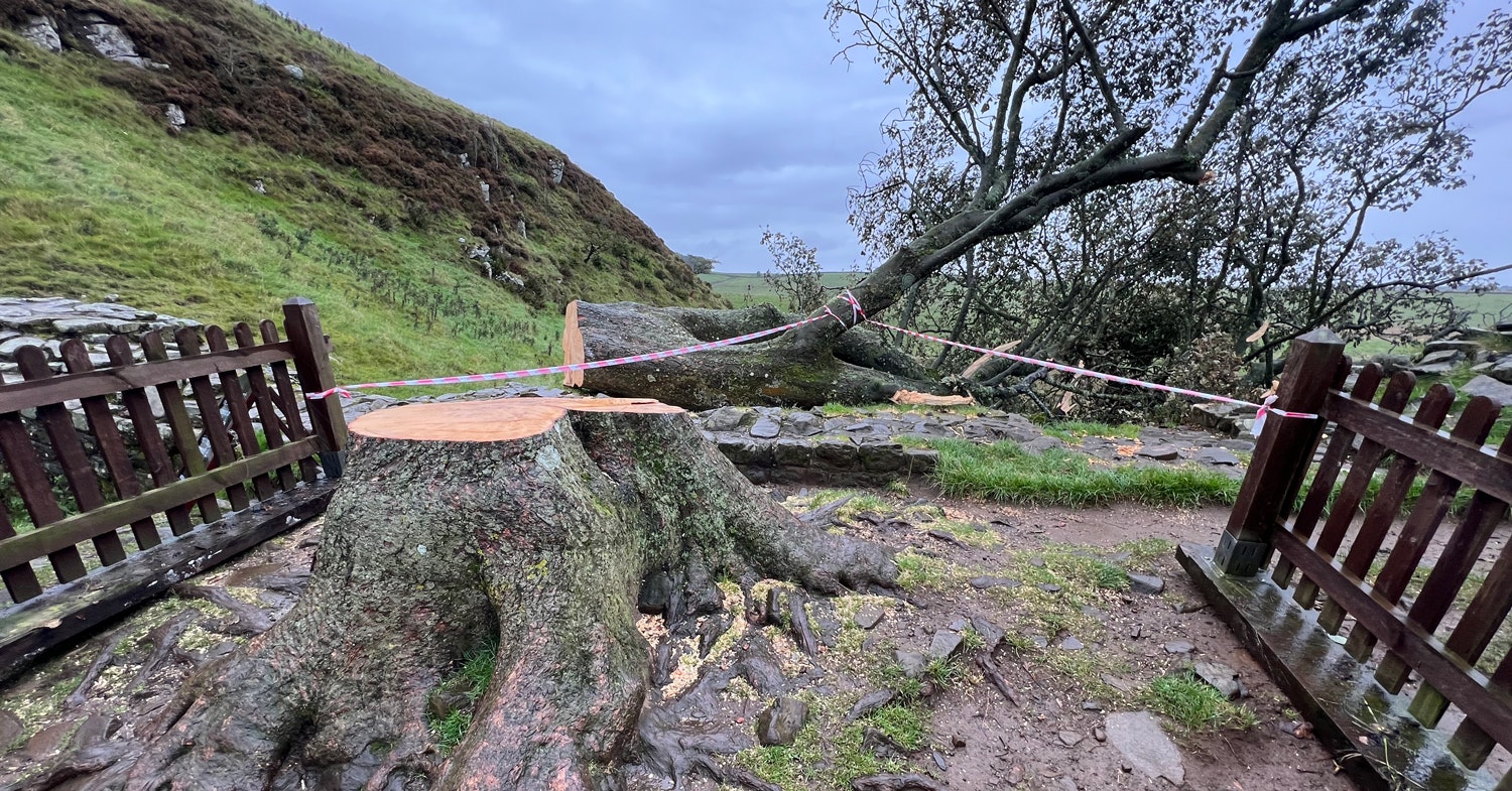 The suspect cut down the Robin Hood tree with a chainsaw